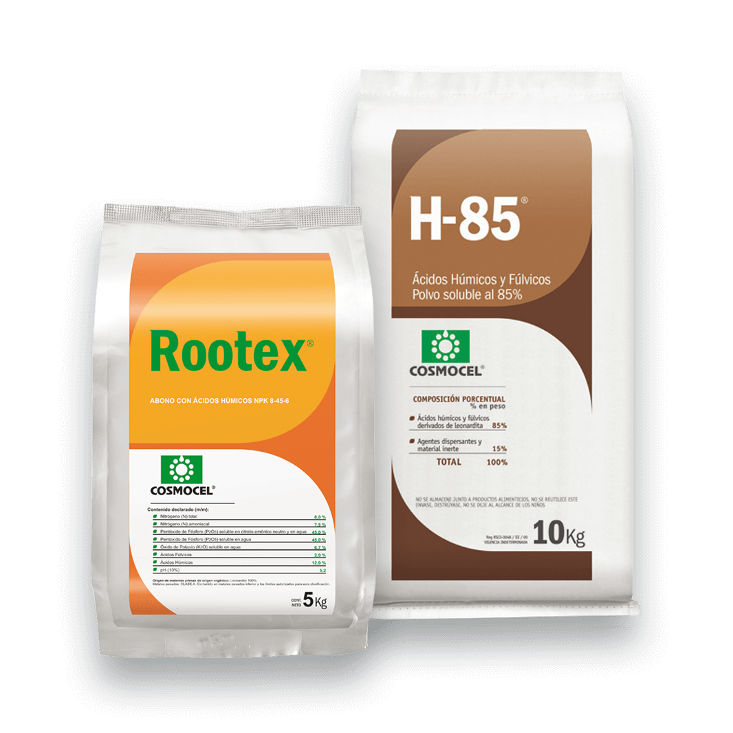 Rootex y H-85
